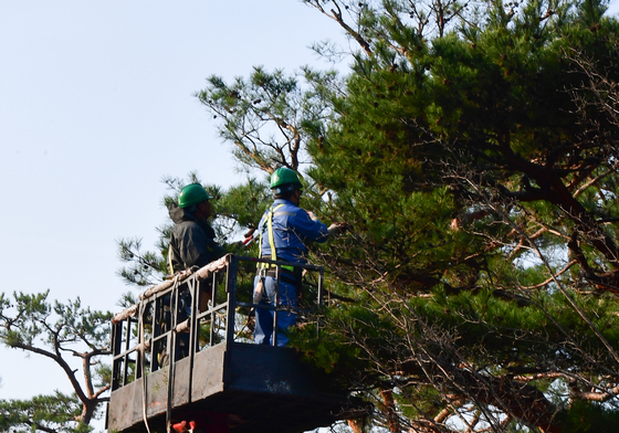 봄 단장하는 소나무