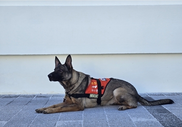 야산서 실종 노인 15분 만에 발견…구조견 '나이스' 활약