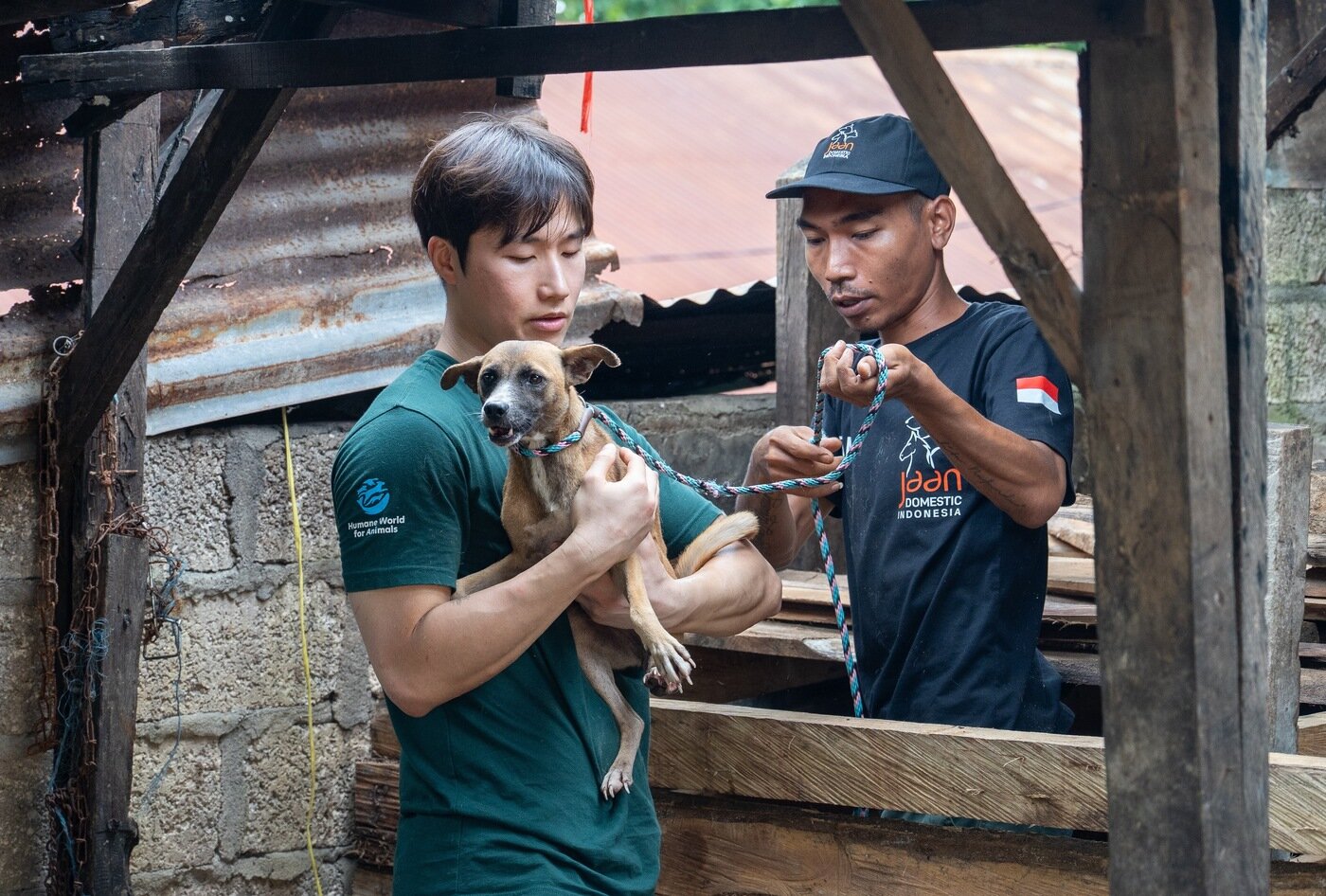 본문 이미지 - 이상경 한국 휴메인 월드 포 애니멀즈 캠페인 팀장(왼쪽)이 인도네시아 개 도살장에서 구조 활동에 동참하고 있다(단체 제공). ⓒ 뉴스1