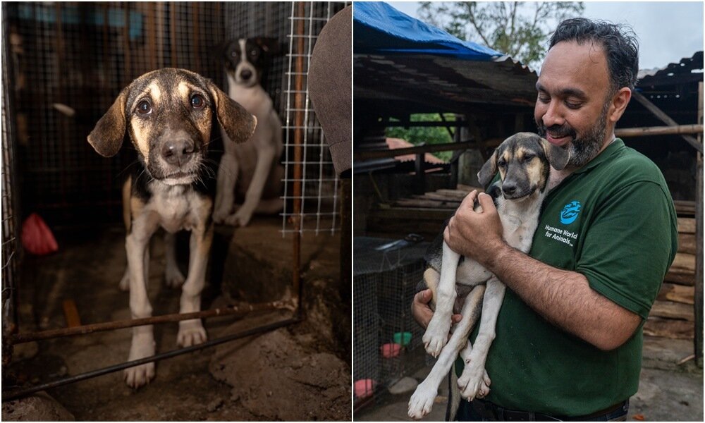 본문 이미지 - 인도네시아 개 도살장에서 구조된 강아지(단체 제공) ⓒ 뉴스1
