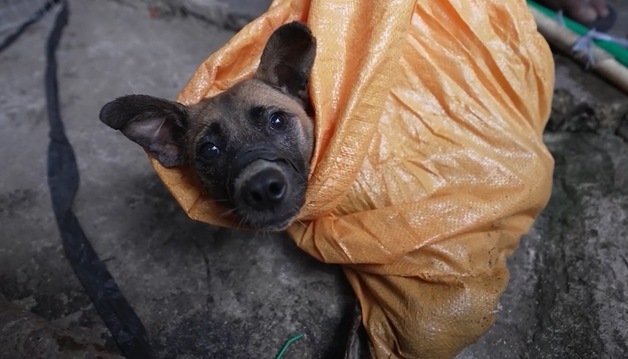 인도네시아 개 도살장 문 닫았다…韓 '전환 모델' 첫 해외 적용
