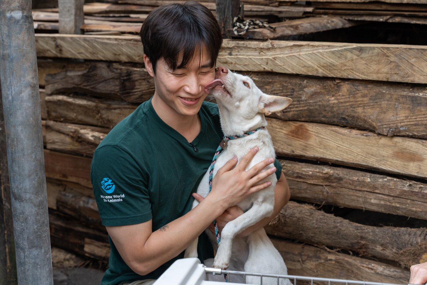 본문 이미지 - 이상경 한국 휴메인 월드 포 애니멀즈 캠페인 팀장이 인도네시아 개 도살장에서 구조 활동을 하고 있다(단체 제공). ⓒ 뉴스1