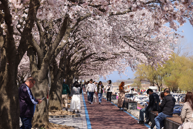 '양양 남대천 벚꽃 축제' 4월 4~5일…"감성 축제의 장으로"