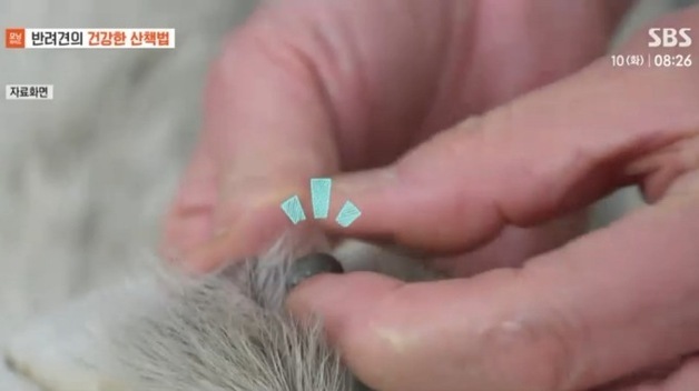 봄 산책 늘면 위험도 커진다…반려견 진드기 질환, 예방 핵심은