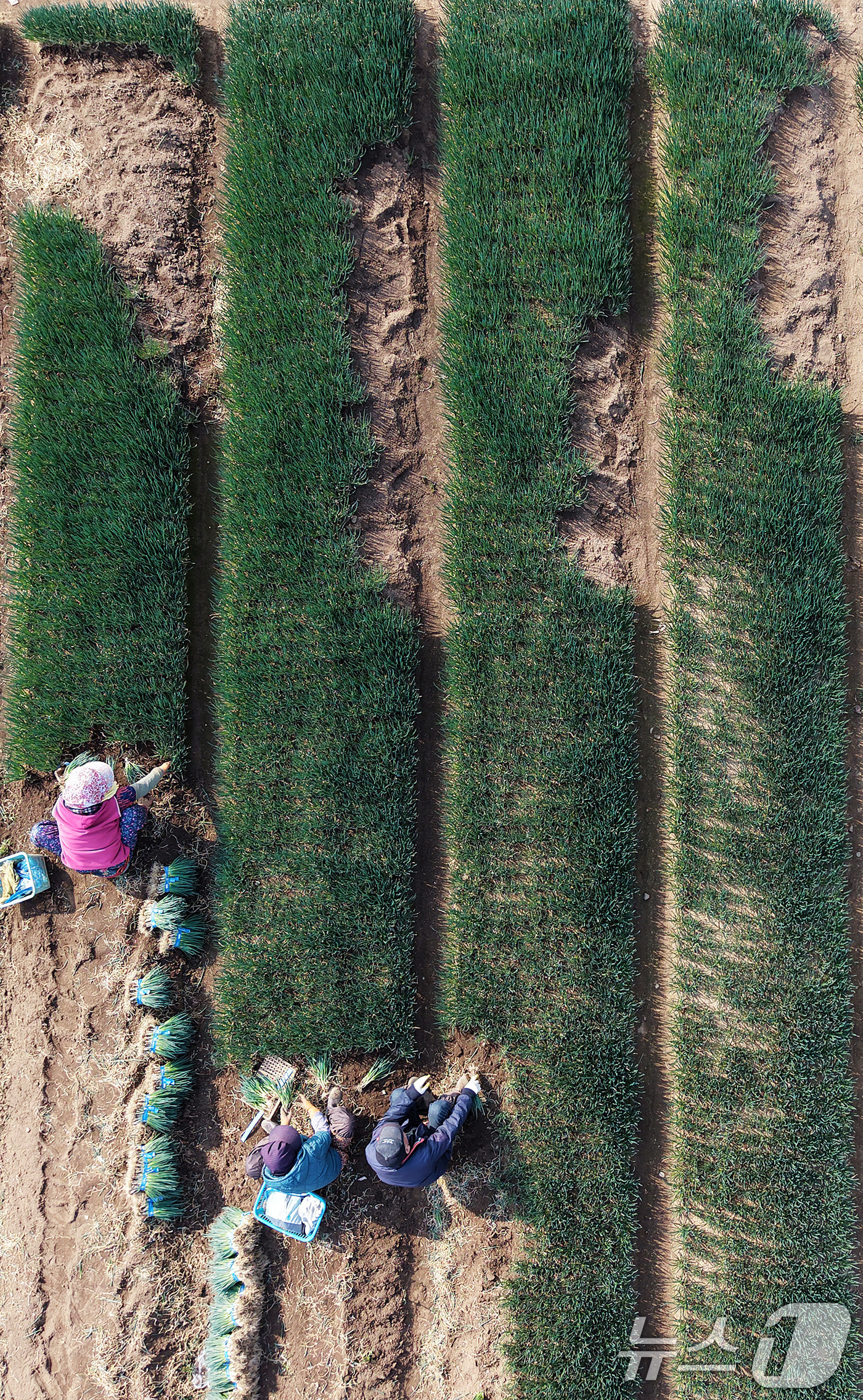 (부산=뉴스1) 윤일지 기자 = 제11회 흙의 날인 11일 부산 기장군 칠암리 들녘에서 농민들이 건강한 흙에서 자라난 쪽파를 수확하며 분주한 시간을 보내고 있다.감기가 기승을 부리 …