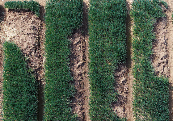 비옥한 흙에서 자라난 쪽파 수확