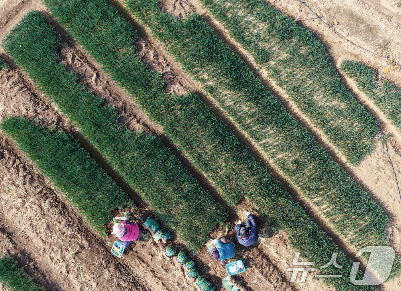 (부산=뉴스1) 윤일지 기자 = 제11회 흙의 날인 11일 부산 기장군 칠암리 들녘에서 농민들이 건강한 흙에서 자라난 쪽파를 수확하며 분주한 시간을 보내고 있다.감기가 기승을 부리 …