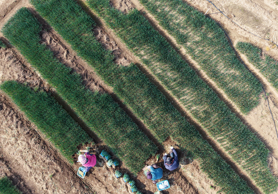 제11회 흙의 날에 쪽파 수확 분주
