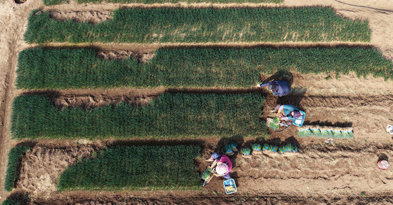 흙의 날에 수확하는 농산물