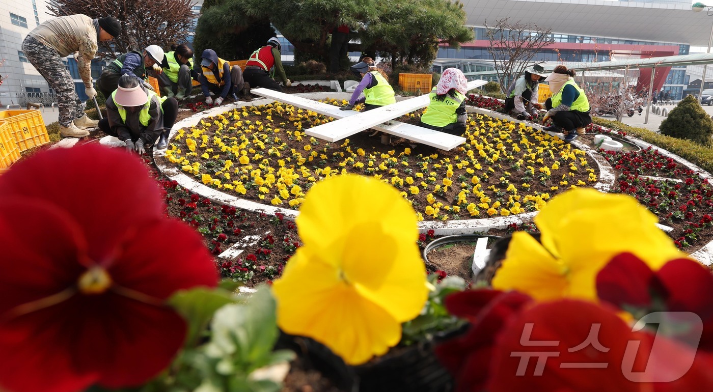 (대전=뉴스1) 김기태 기자 = 11일 대전역 서광장에서 동구청 관계자들이 새봄을 맞아 봄꽃을 식재하고 있다.동구는 랜드마크인 대전역 광장 ‘꽃시계’와 대전복합터미널 주변 등 유동 …