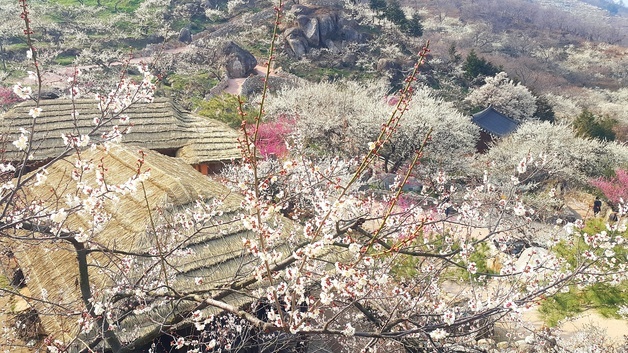 광양매화축제, 읽고·쓰고·찍고·쏘고·타고…'감성 체험 풍성'