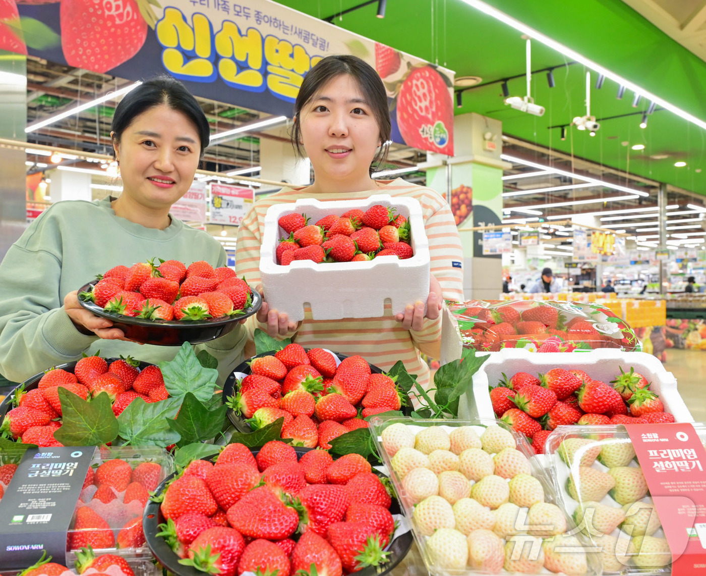 (서울=뉴스1) = 농협유통은 춘분을 일주일 앞둔 12일부터 오는 18일까지 양재·창동 등 농협유통 하나로마트 전 점포에서 딸기 할인 판매 행사를 한다고 밝혔다. 사진은 서울 서초 …