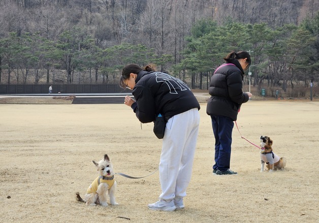서울시, '반려동물 시민학교' 개강…강아지 사회화·산책 교육 무료