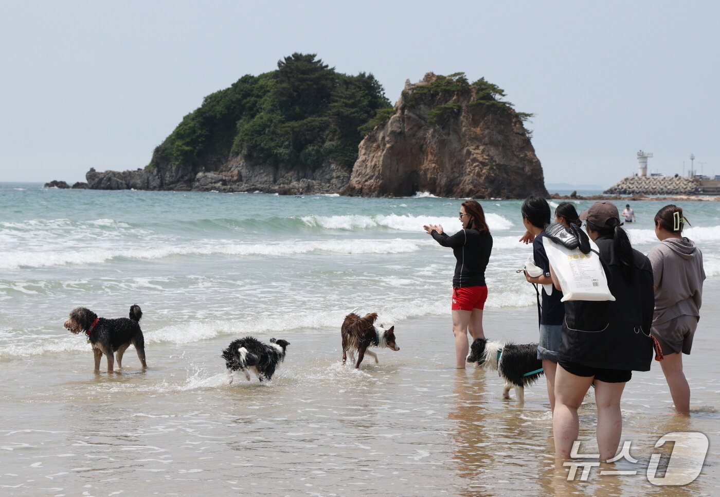 본문 이미지 - 지난해 운영한 댕댕한바퀴 반려동물 해변운동회 모습(태안군 제공. 재판매 및 DB금지)2026.3.12/뉴스1