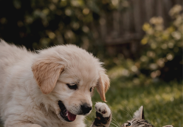 "집 비울 때 반려동물 10일까지 돌봄 지원"…강서구, '펫위탁소' 운영