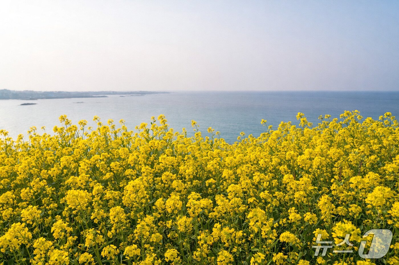 본문 이미지 - 제주시 함덕 서우봉.(제주관광공사 제공. 재판매 및 DB 금지)