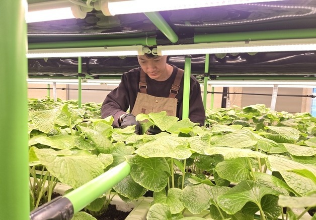 청년농업인의 '톡 쏘는 도전'…영동 성민용씨 와사비 수확 한창