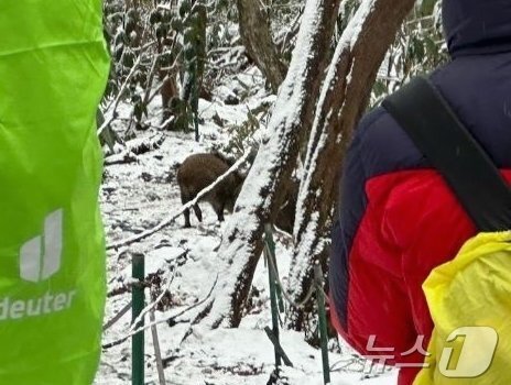 본문 이미지 - 2024년 한라산에 나타난 멧돼지(제주소방본부 제공. 재판매 및 DB금지)/뉴스1