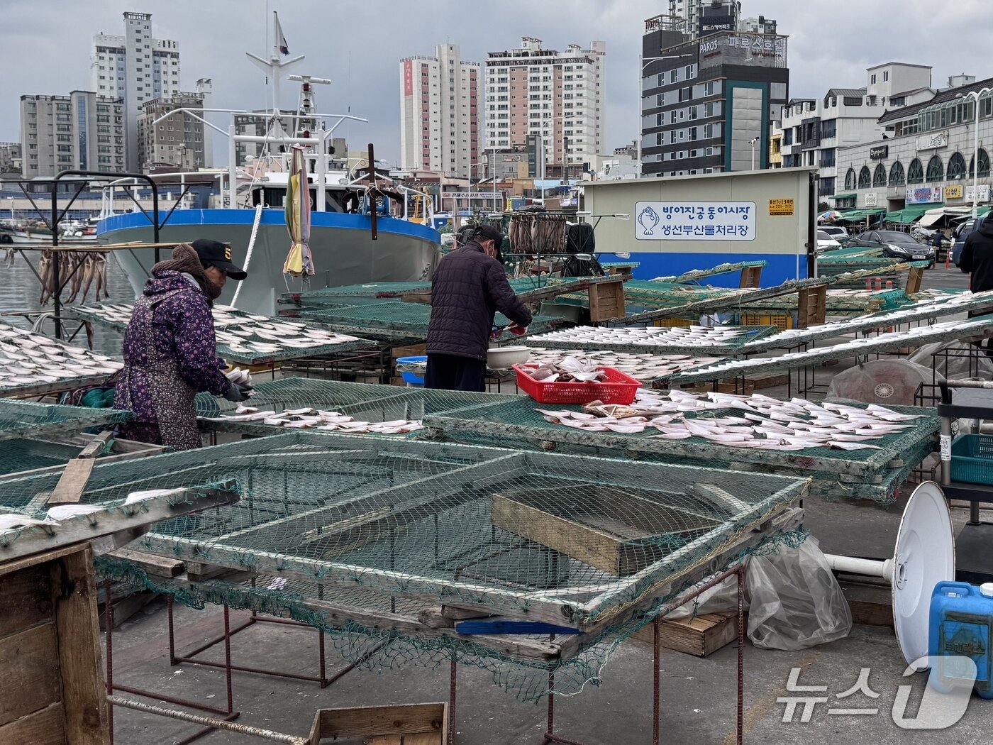 본문 이미지 - 12일 울산 동구 방어진항에서 어민들이 가자미를 해풍에 말리고 있다.2026.3.12.ⓒ 뉴스1 김세은 기자