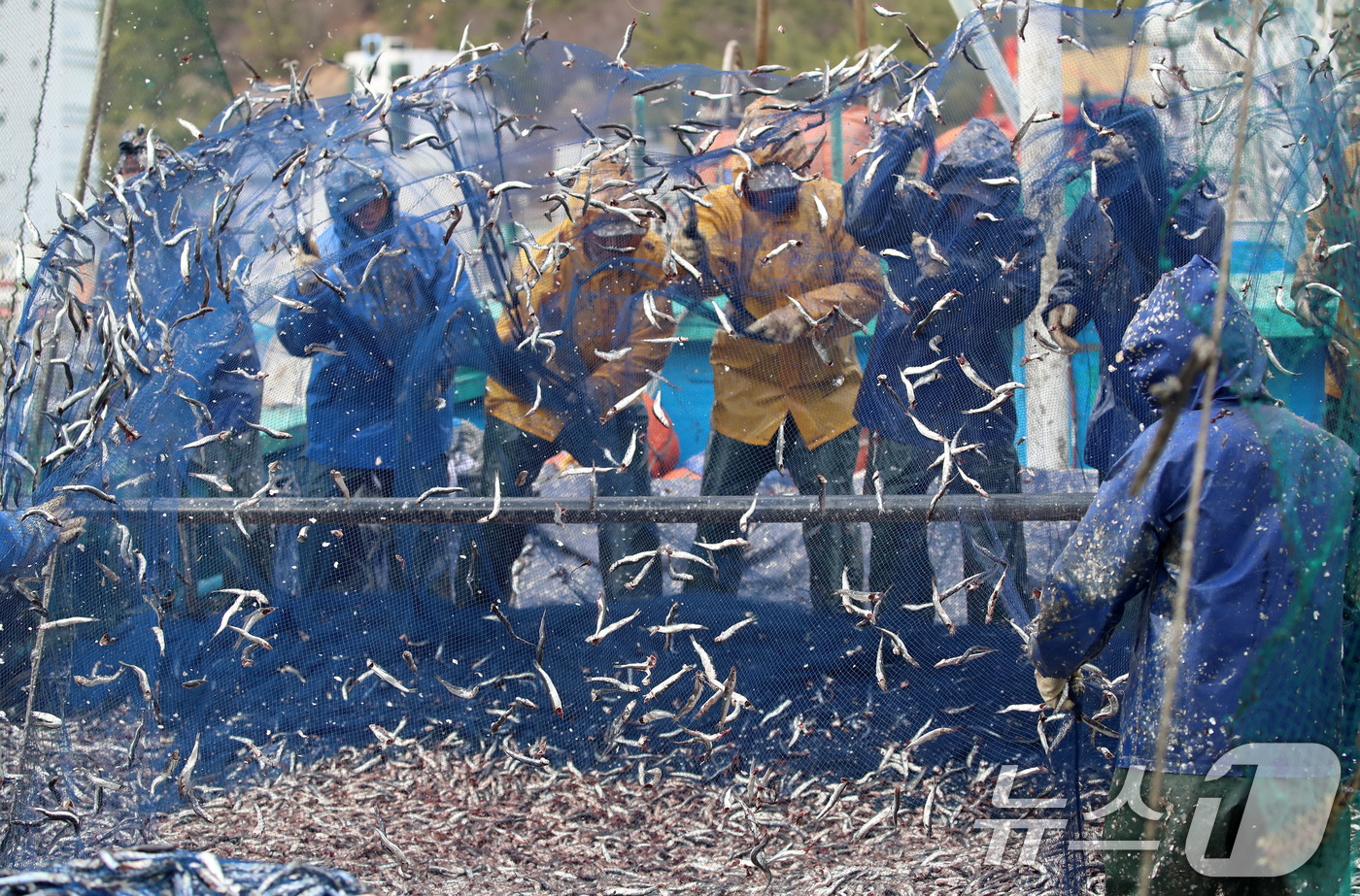 (부산=뉴스1) 윤일지 기자 = 12일 오후 부산 기장군 대변항에서 어민과 외국인 노동자들이 갓 잡은 봄 멸치를 그물에서 털어내고 있다. 2026.3.12/뉴스1