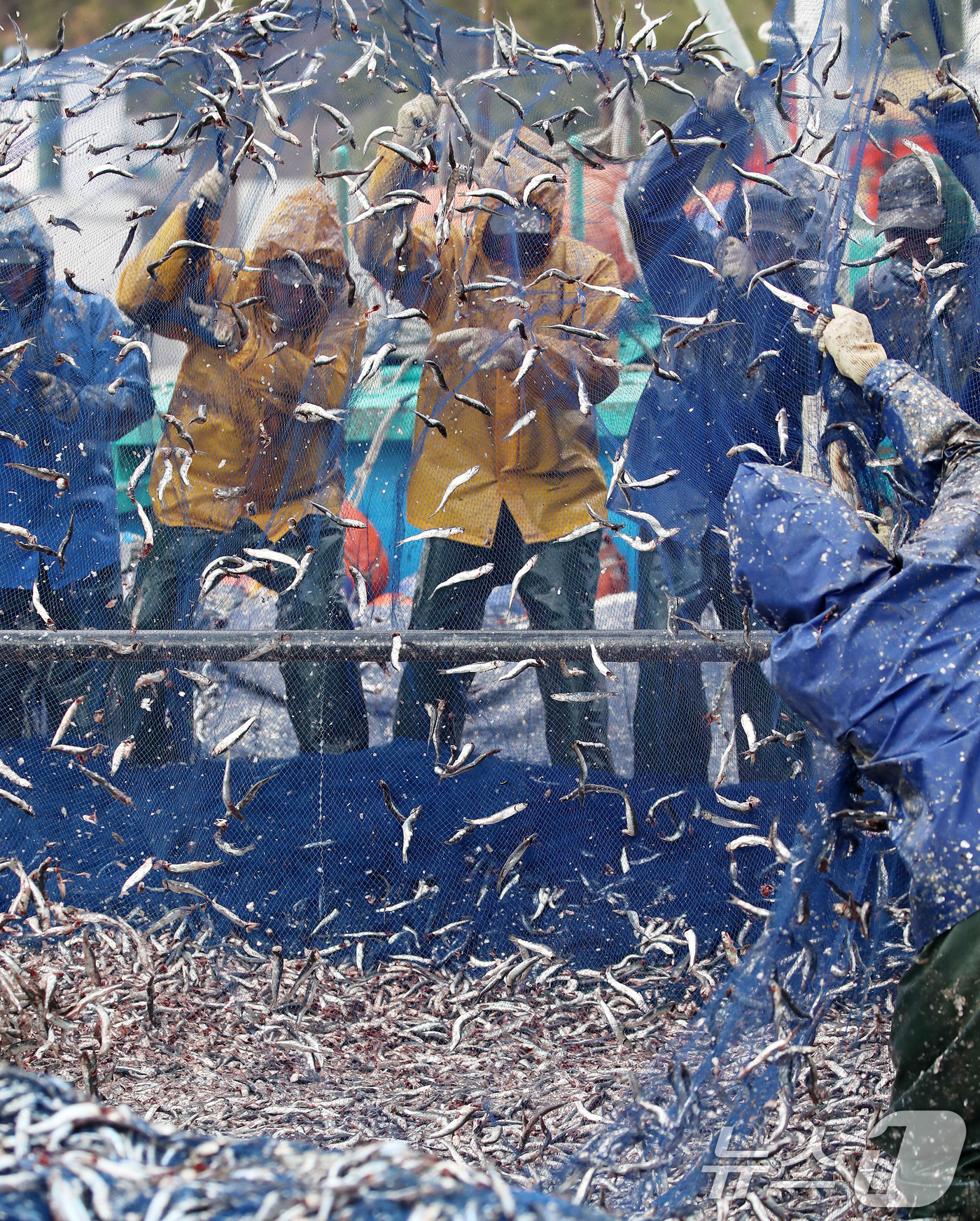 (부산=뉴스1) 윤일지 기자 = 12일 오후 부산 기장군 대변항에서 어민과 외국인 노동자들이 갓 잡은 봄 멸치를 그물에서 털어내고 있다. 2026.3.12/뉴스1