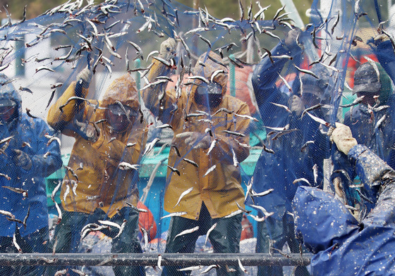 싱싱한 봄 멸치