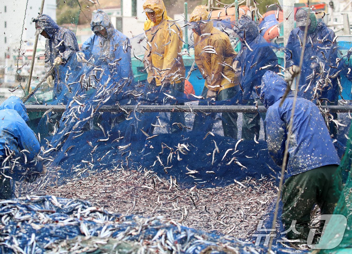 (부산=뉴스1) 윤일지 기자 = 12일 오후 부산 기장군 대변항에서 어민과 외국인 노동자들이 갓 잡은 봄 멸치를 그물에서 털어내고 있다. 2026.3.12/뉴스1
