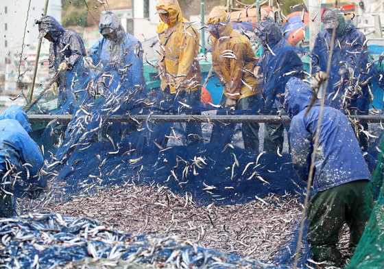 싱싱한 봄멸치 한가득