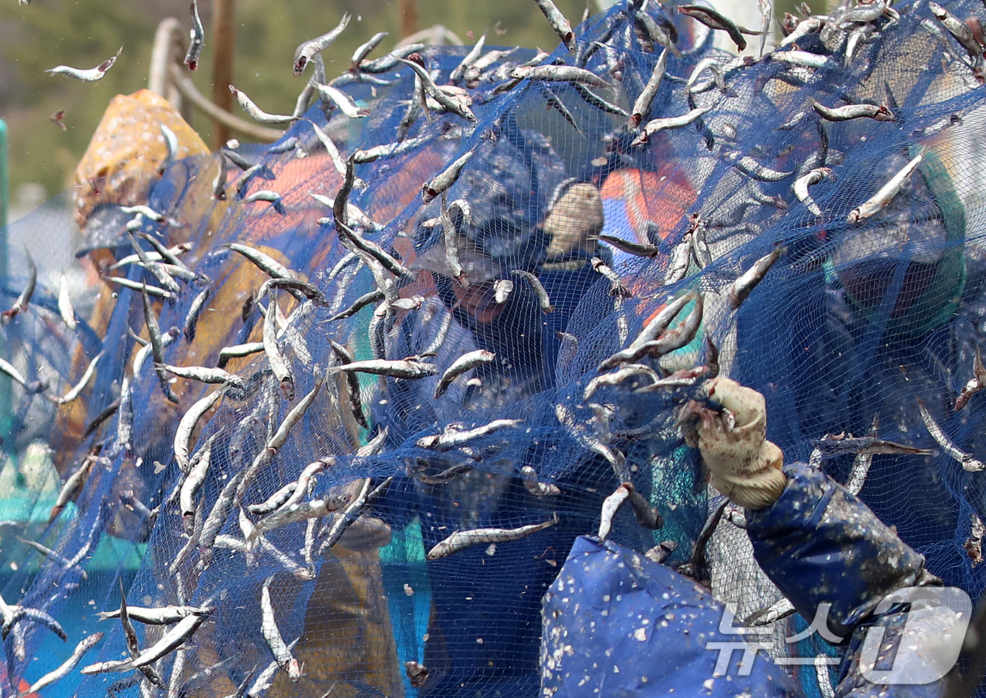 (부산=뉴스1) 윤일지 기자 = 12일 오후 부산 기장군 대변항에서 어민과 외국인 노동자들이 갓 잡은 봄 멸치를 그물에서 털어내고 있다. 2026.3.12/뉴스1