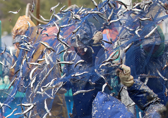 싱싱한 봄 멸치 왔어요