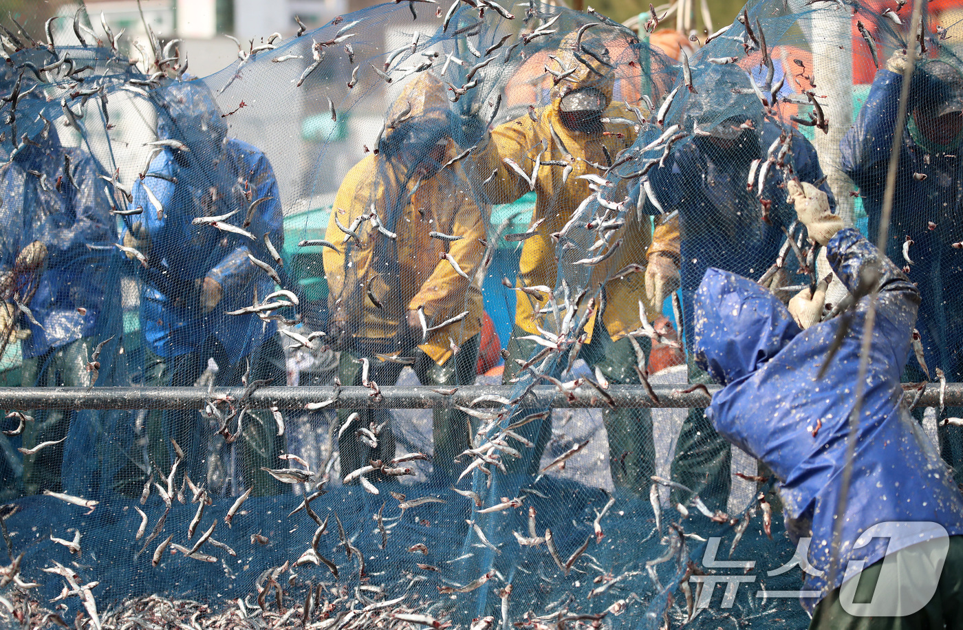 (부산=뉴스1) 윤일지 기자 = 12일 오후 부산 기장군 대변항에서 어민과 외국인 노동자들이 갓 잡은 봄 멸치를 그물에서 털어내고 있다. 2026.3.12/뉴스1