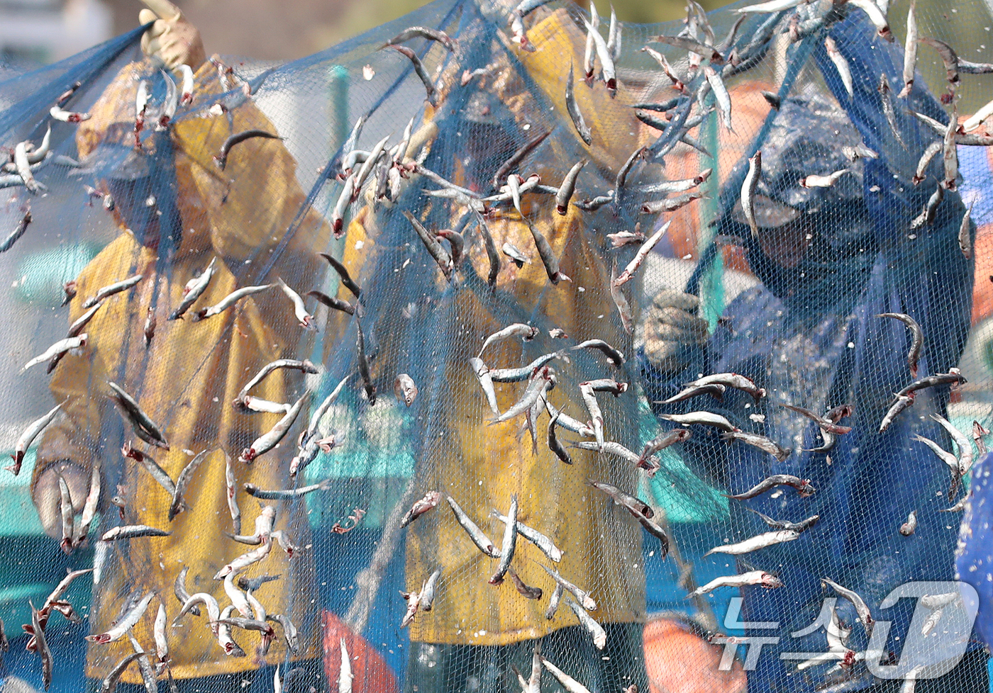 (부산=뉴스1) 윤일지 기자 = 12일 오후 부산 기장군 대변항에서 어민과 외국인 노동자들이 갓 잡은 봄 멸치를 그물에서 털어내고 있다. 2026.3.12/뉴스1