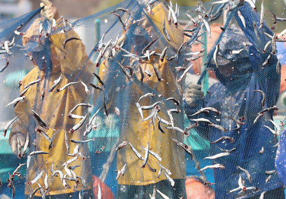 싱싱한 봄 멸치 가득