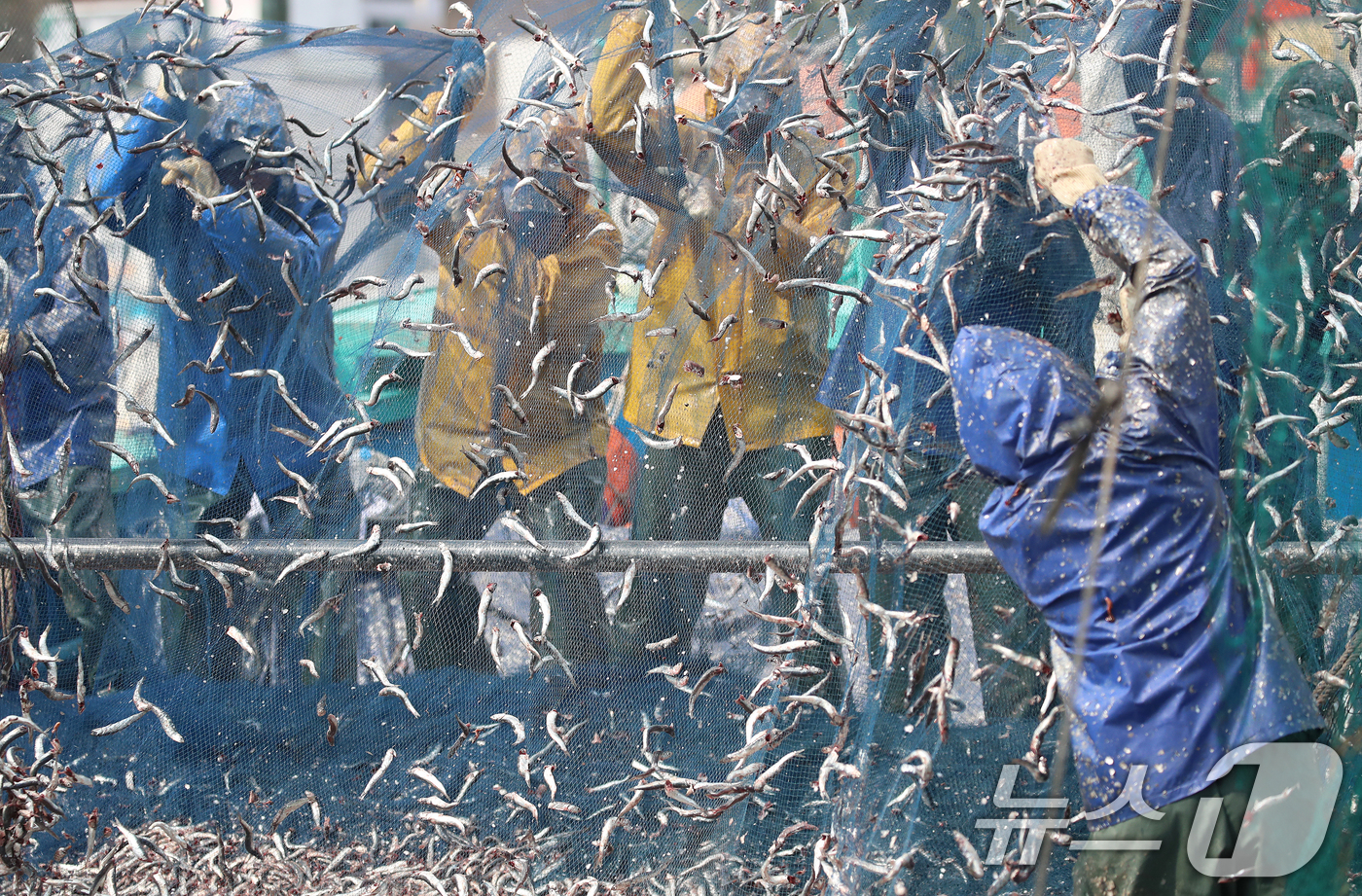(부산=뉴스1) 윤일지 기자 = 12일 오후 부산 기장군 대변항에서 어민과 외국인 노동자들이 갓 잡은 봄 멸치를 그물에서 털어내고 있다. 2026.3.12/뉴스1