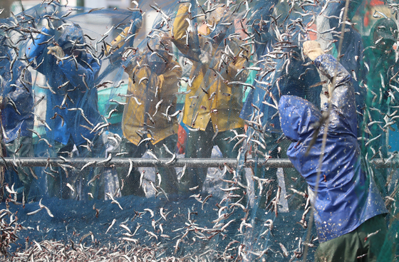 싱싱한 봄 멸치 왔어요