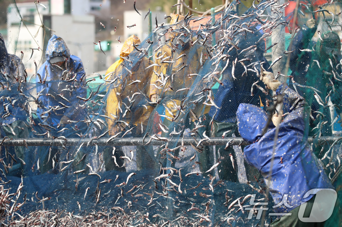 (부산=뉴스1) 윤일지 기자 = 12일 오후 부산 기장군 대변항에서 어민과 외국인 노동자들이 갓 잡은 봄 멸치를 그물에서 털어내고 있다. 2026.3.12/뉴스1