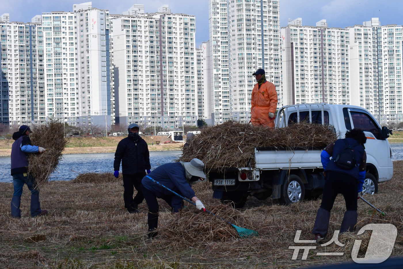(포항=뉴스1) 최창호 기자 = 12일 오후 경북 포항시 남구 연일읍 형산강변에서 근로자들이 갈대 등을 정리하고 있다. 2026.3.12/뉴스1