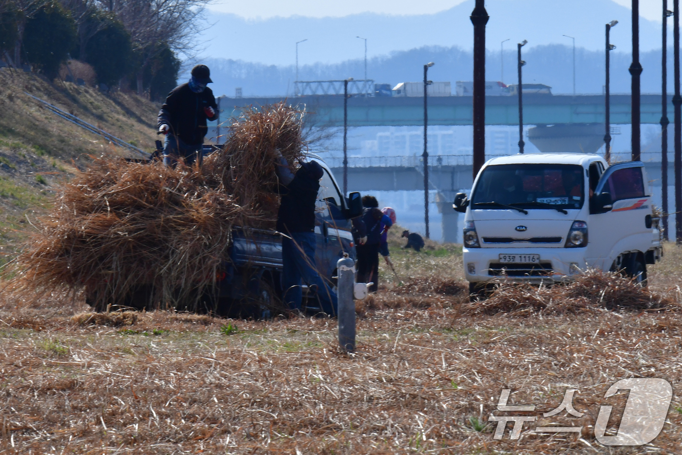 (포항=뉴스1) 최창호 기자 = 12일 오후 경북 포항시 남구 연일읍 형산강변에서 근로자들이 갈대 등 정리하고 있다.  2026.3.12/뉴스1