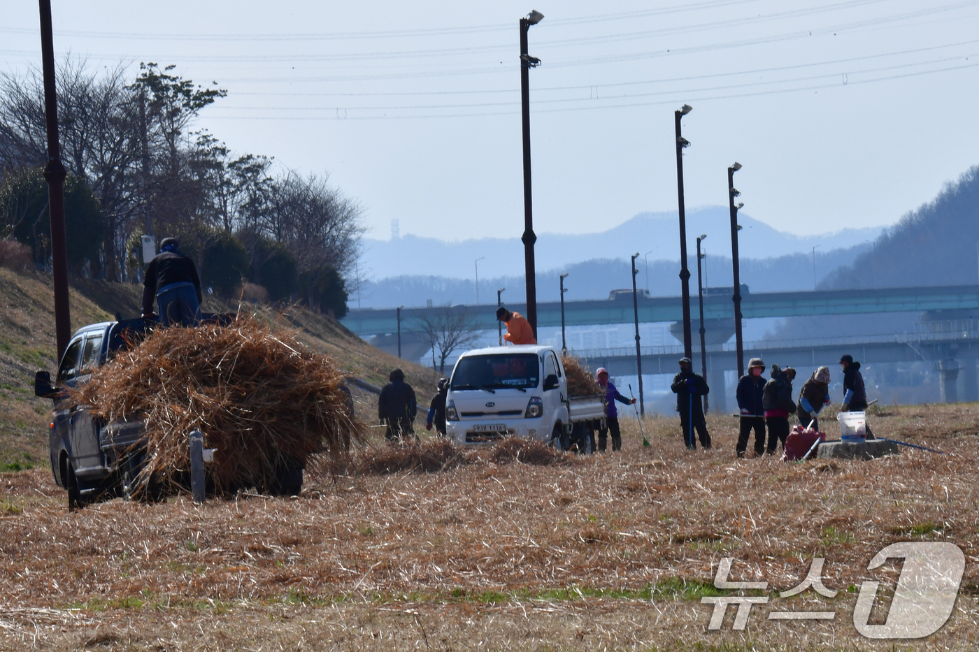 (포항=뉴스1) 최창호 기자 = 12일 오후 경북 포항시 남구 연일읍 형산강변에서 근로자들이 갈대 등을 정리하고 있다. 2026.3.12/뉴스1