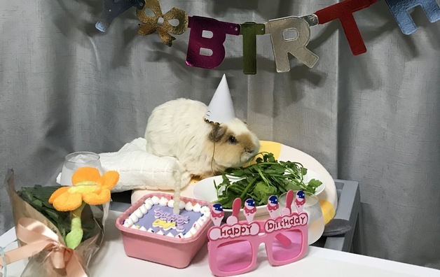 친구들 초대해 '기니피그 생일파티'…입장료는 채소였습니다