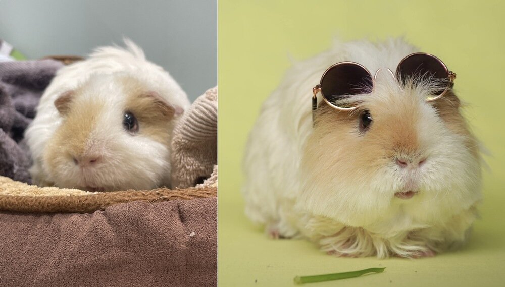 본문 이미지 - 올해 7살이 된 기니피그 '아뉴'(보호자 제공)ⓒ 뉴스1