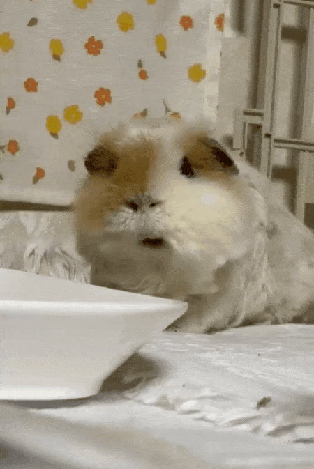 본문 이미지 - 아뉴의 먹방(보호자 제공) ⓒ 뉴스1