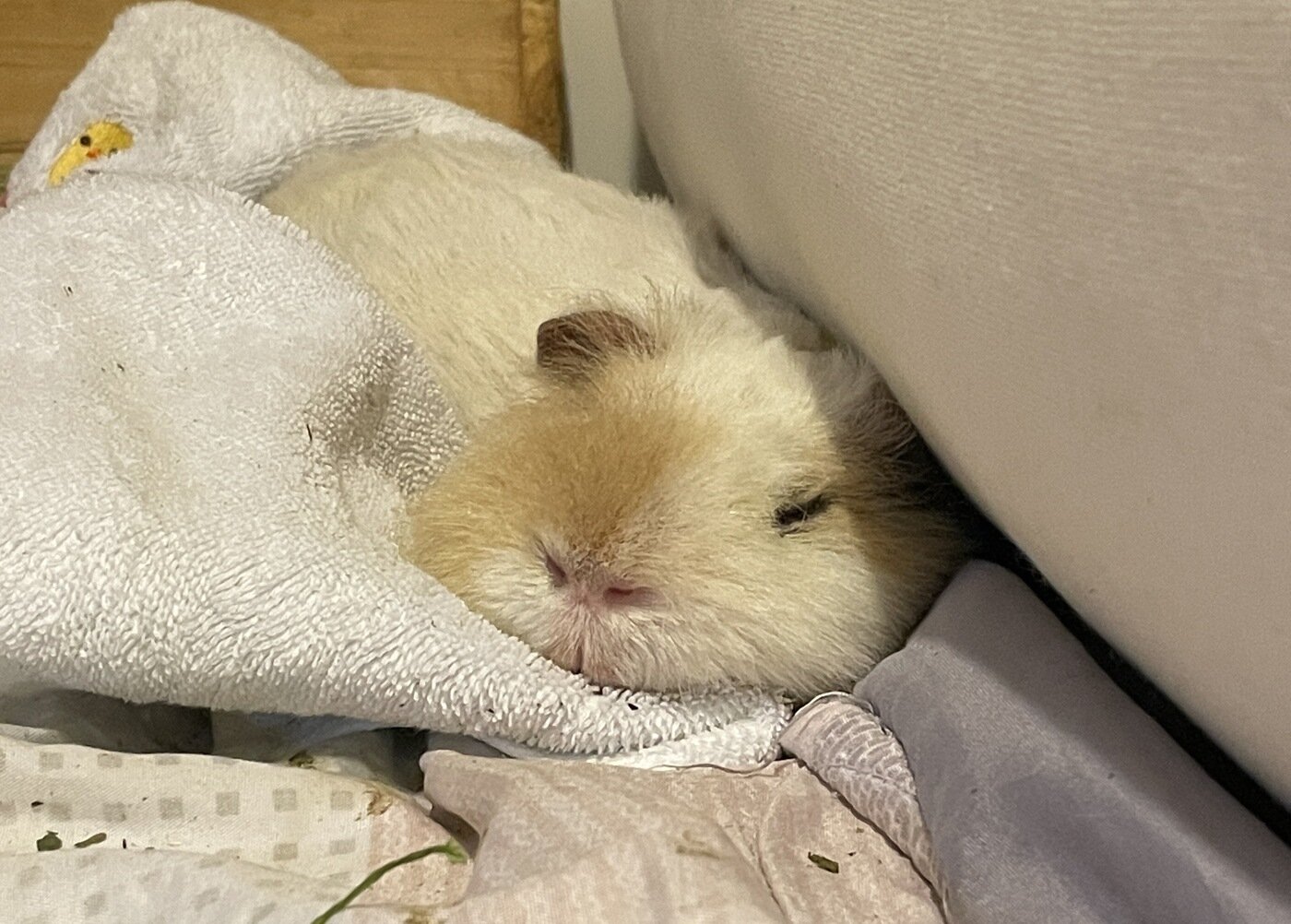 본문 이미지 - 베개 애호가 아뉴(보호자 제공) ⓒ 뉴스1