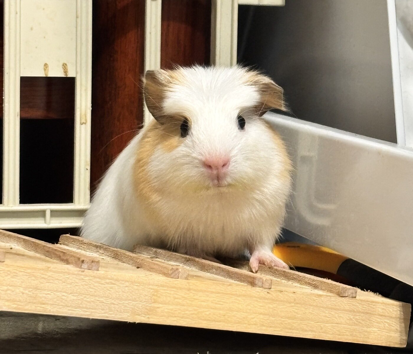 본문 이미지 - 보호자는 길에 버려져 있던 기니피그 삥삥이를 집으로 데려와 가족으로 맞았다(보호자 제공). ⓒ 뉴스1