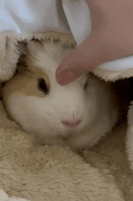 본문 이미지 - 쓰다듬어주는 것을 좋아하는 삥삥이(보호자 제공) ⓒ 뉴스1