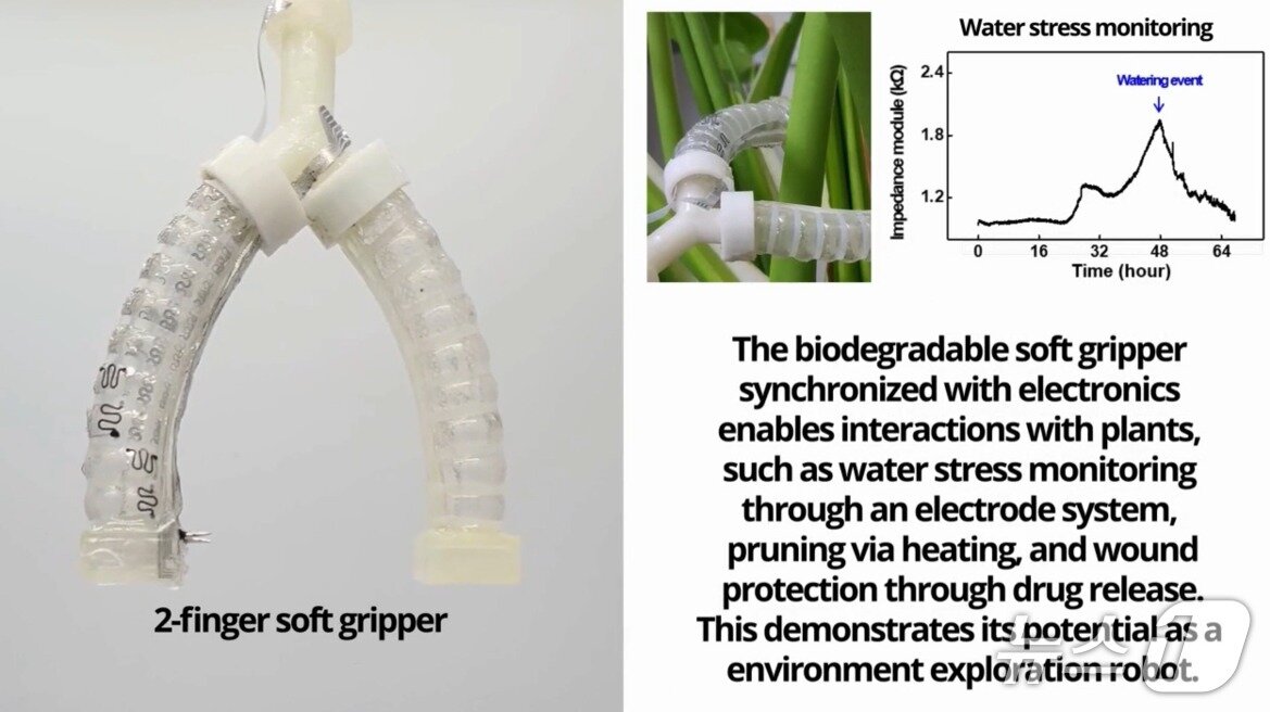 본문 이미지 - 완전 퇴비화 가능한 소프트 로봇 시스템 홍보영상 갈무리(한국연구재단 제공) /뉴스1