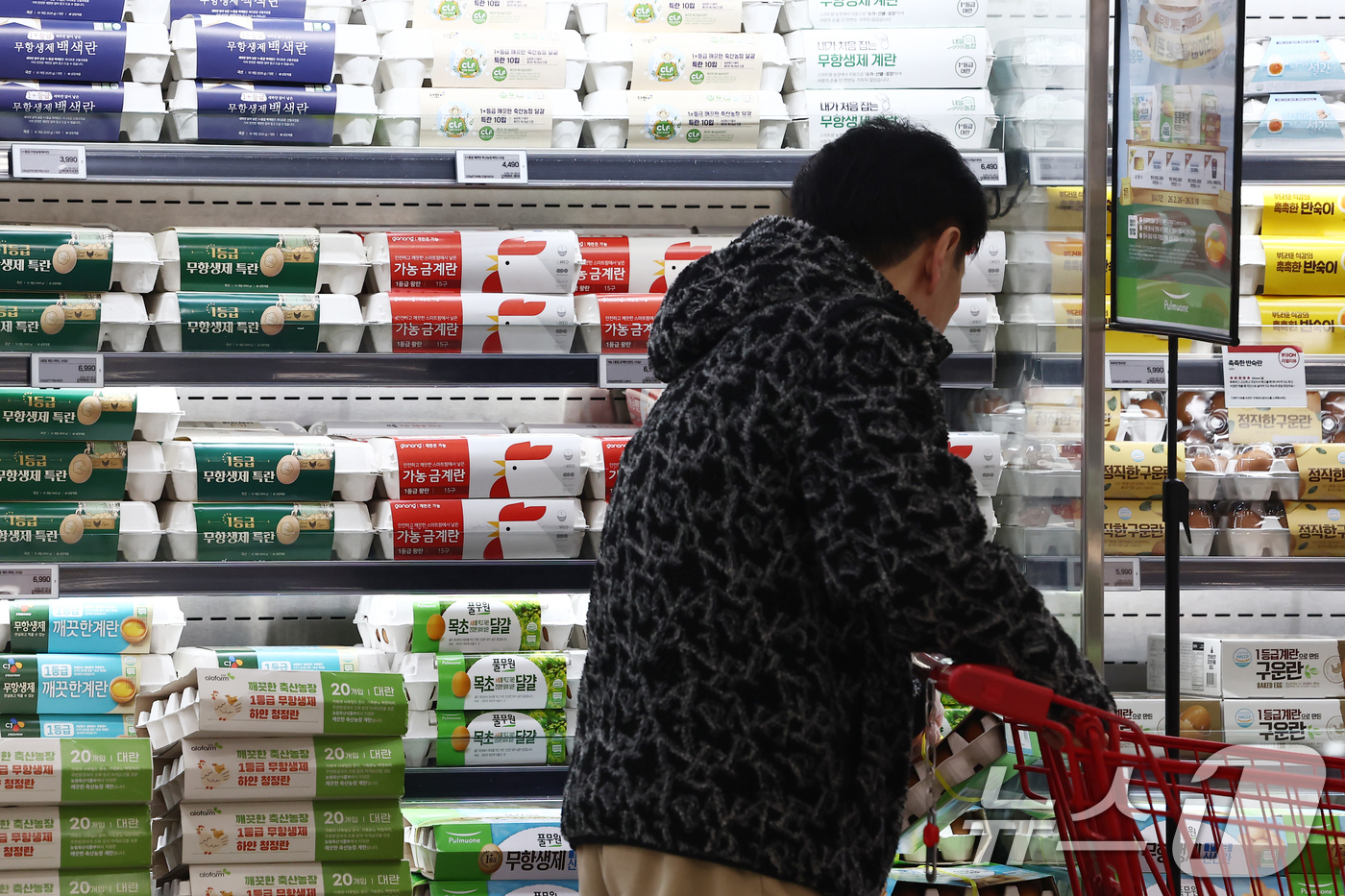 (서울=뉴스1) 김민지 기자 = 고병원성 조류인플루엔자 확산으로 산란계 살처분이 이뤄지면서 계란 한 판(30개) 평균 소비자가격이 다시 7000원대로 올라섰다.13일 축산물품질평가 …