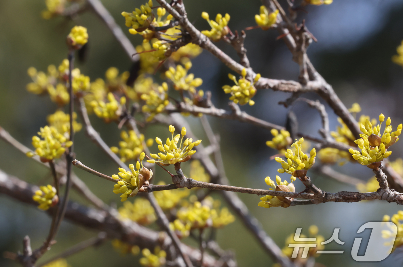 (수원=뉴스1) 김영운 기자 = 따뜻한 봄날씨를 보인 13일 경기 수원시 팔달구 팔달산에 산수유꽃이 피어있다. 2026.3.13/뉴스1