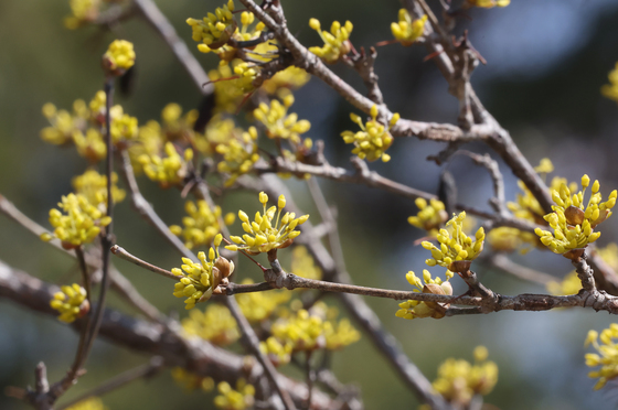 기지개 켜는 봄