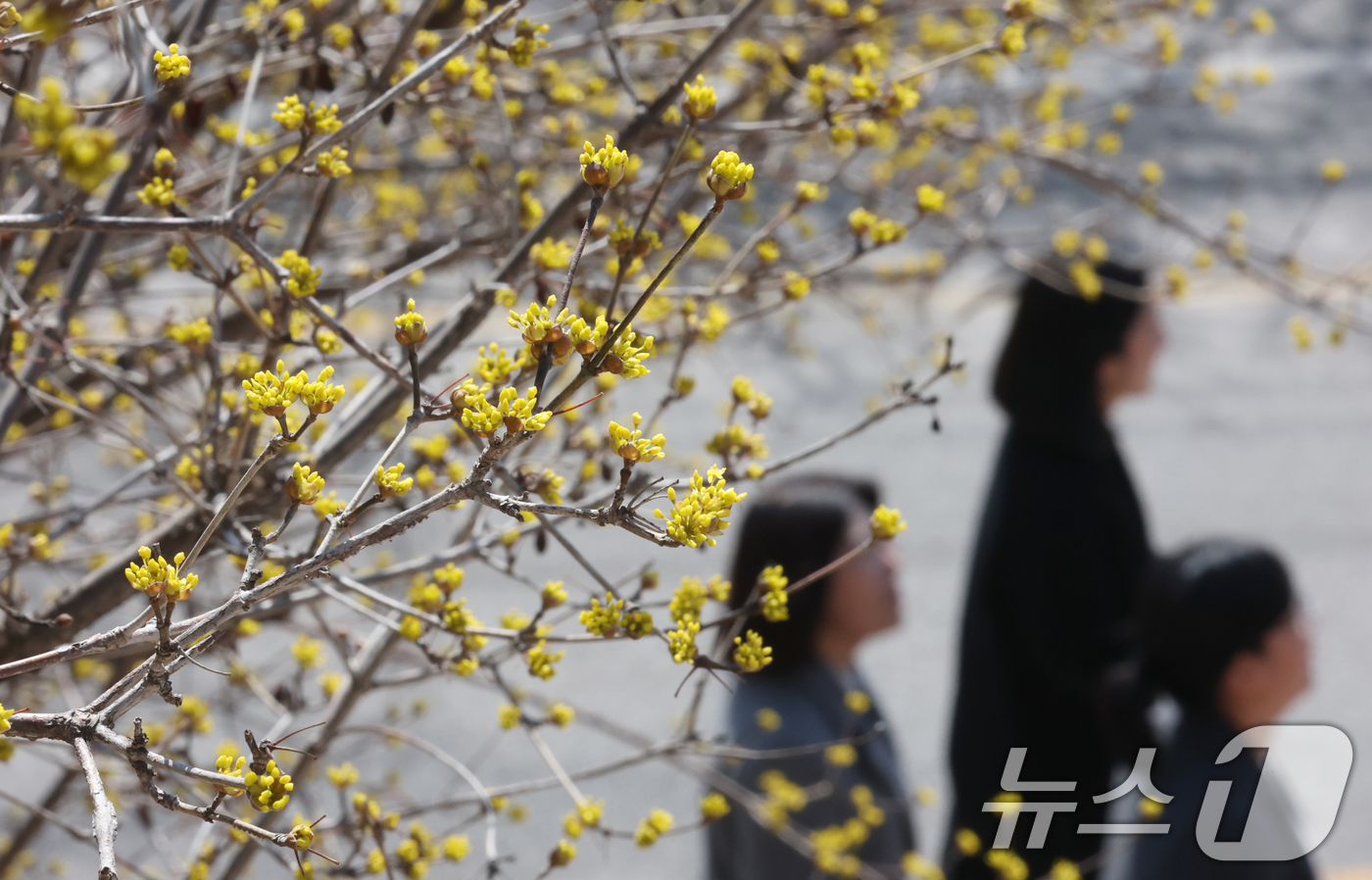 (수원=뉴스1) 김영운 기자 = 따뜻한 봄날씨를 보인 13일 경기 수원시 팔달구 팔달산에서 시민들이 산수유꽃 아래를 거닐며 산책을 즐기고 있다. 2026.3.13/뉴스1